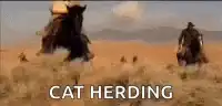 Cowboys trying to herd cats
