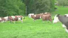 cows running in a field