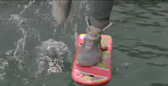 Person riding a tiny pink surfboard in water
