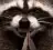 Raccoon with hands in prayer pose