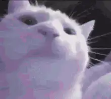 pixel art cat head zoom