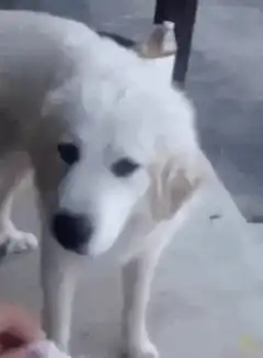 White dog gets ice cream and runs away
