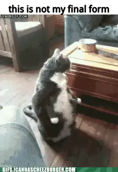 Cat sitting like a human