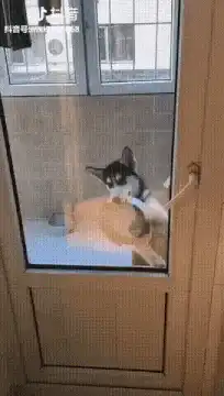 Husky dog scratching screen door