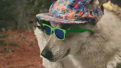Cool dog with sunglasses and hat