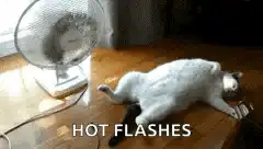 Cat lying next to fan