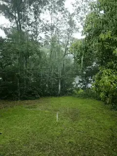rain falling in a forest clearing