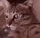 Wide-eyed shocked cat