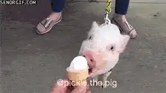 pig eating ice cream