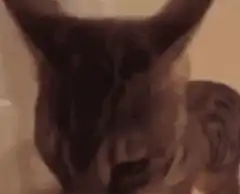 Distorted cat face zooming in and out