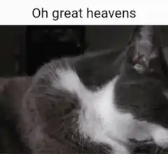 Oh great heavens cat