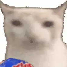 Cat eating Doritos