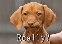 Really? Lol puppy