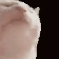 Close-up of a cat's face