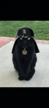 Black cat wearing Darth Vader helmet