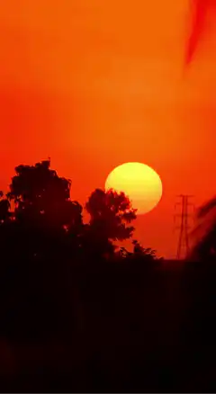 sunset behind trees and power lines
