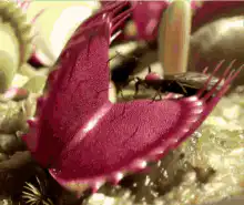 Venus flytrap catches an ant