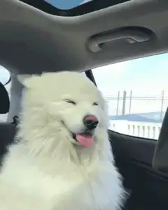 Happy white dog in car