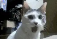 Shocked cat with open mouth