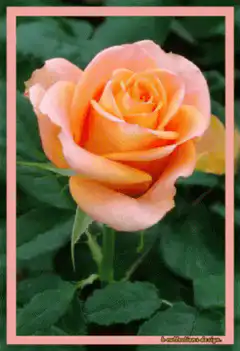 Pink and orange rose in a frame