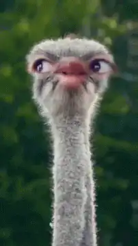 Ostrich head looking around