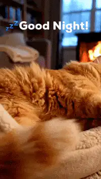 Orange cat yawning and sleeping