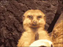 Meerkat yawning and looking around