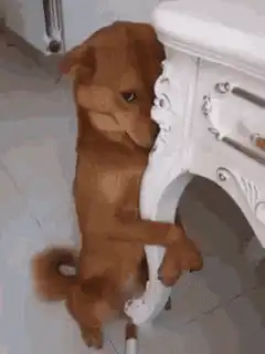 Sad puppy leaning on white table