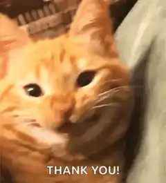 Smug orange cat saying thank you