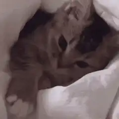 Cute kitten playing under blanket