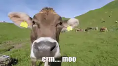 Cow zooms in with erm moo text