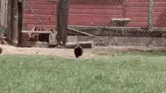 Chickens running towards camera