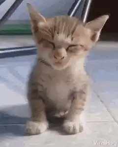 Sleepy kitten nodding off