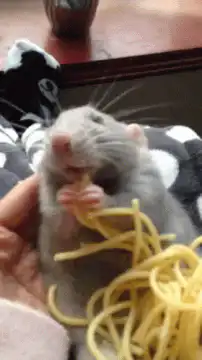 rat eating spaghetti