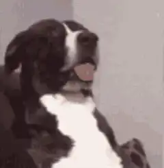 Dog head tilt and look