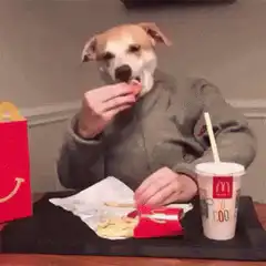 Dog eating McDonald's