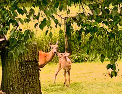 deer peeking from behind tree