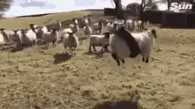 Sheep with black belly running in field