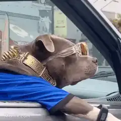 dog in car ready for zapathon