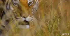 Tiger walking through tall grass