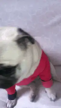Pug in red shirt licks nose