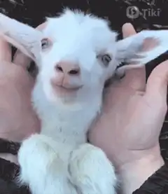 White baby goat ears pulled back and forth