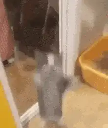 Happy dancing cat