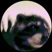 Raccoon spinning in a circle