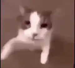 blurry cat zooming in and out