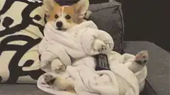 Corgi in a bathrobe with a remote