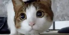 calico cat with big eyes