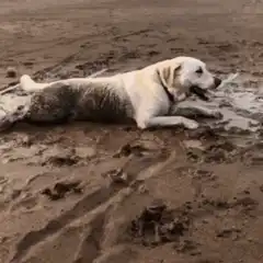 Dog rolling in mud
