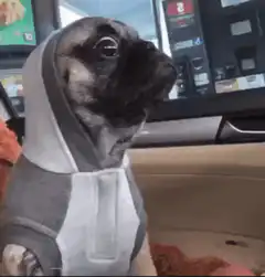 Pug in hoodie looking around