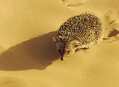 hedgehog walking on sand